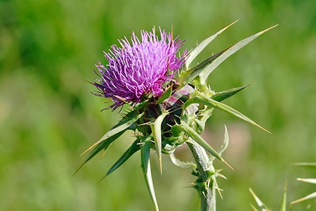 milk thistle with purple flowerhead in blossom is one of the best examples of weeds with purple flowers