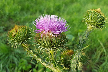 one of the georgeous purple weeds is musk thistle
