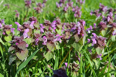 if you are looking for small purple flowers in your grass, go with purple deadnettle