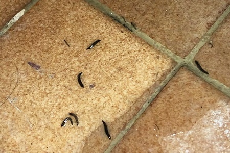 shower worms in bathroom