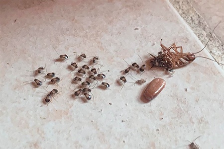 tiny cockroaches in bathroom