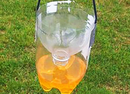 wasp trap using sugar vinegar and dish soap