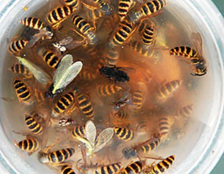 are wasps attracted to vinegar? you can make a wasp trap using sugar vinegar and dish soap