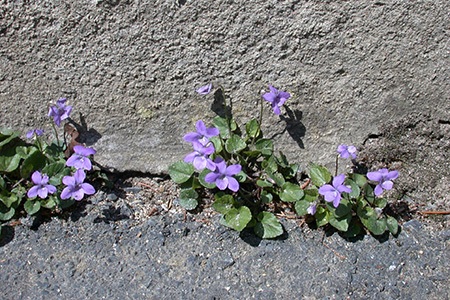 one of the best purple flower weeds is wild violet