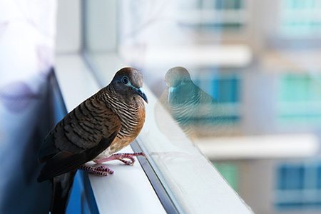 how to get birds out of your garage