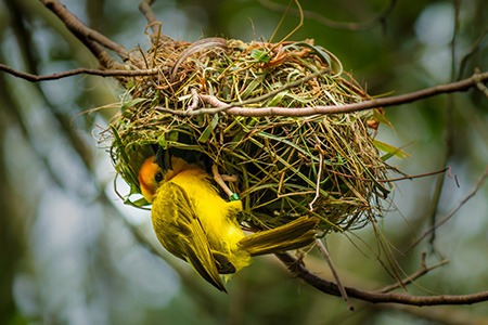 if a bird won’t leave your garage you must check out for nestings and learn about how to get nesting birds out of your garage