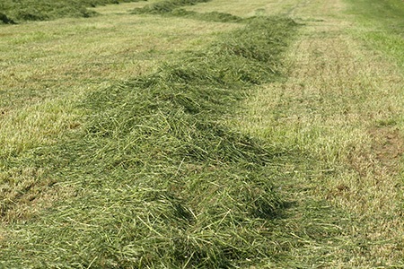 where to dump grass clippings? you can leave grass clippings on the lawn