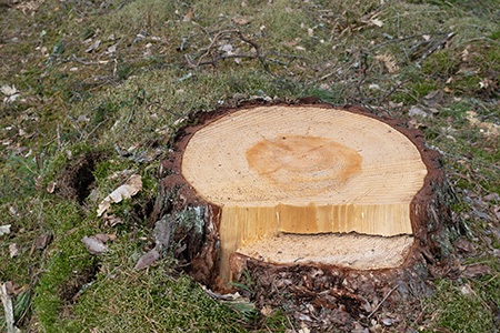 how to hollow out a stump? one of the methods is to do it manually!