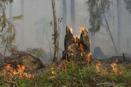 you can use fire to bore out a tree stump