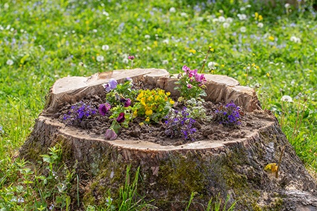 here you can learn how to hollow a tree stump to make a planter