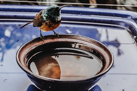 some of the home remedies for flies in the garage like liquids and standing water can attract flies