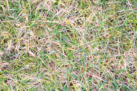 do unbagged grass clippings increase the thatch in a lawn?