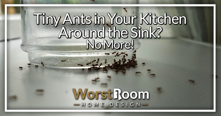 tiny ants in the kitchen around the sink