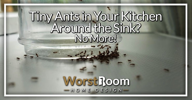 ants in kitchen sink reddit