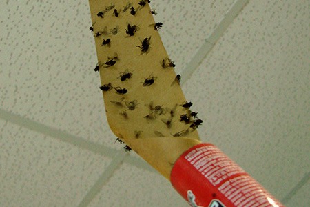 use sticky traps to get rid of flies in your garage