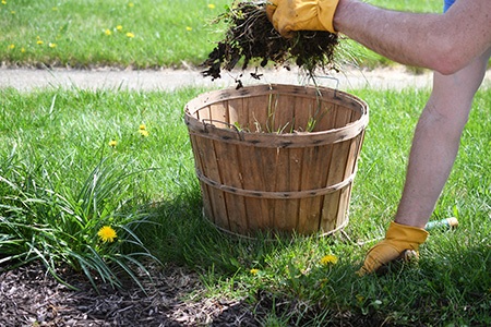 how to dispose of grass clippings? try using your clippings as mulch