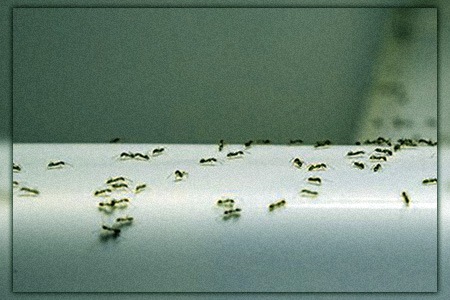 what to do about very tiny ants around your kitchen sink