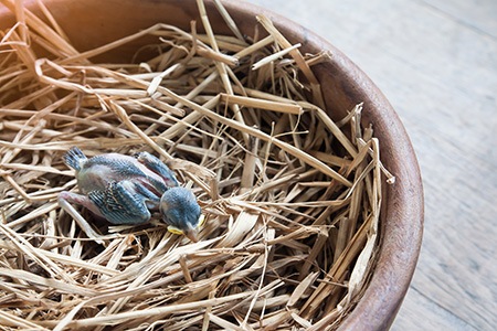 how to lure a bird out of your garage especially if it comes and nest in garage