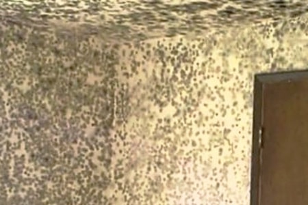 some mold types in basements, like alternaria mold can be dangerous to human health