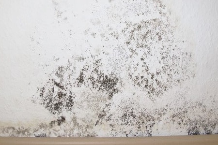 black mold is one of the most common types of basement mold