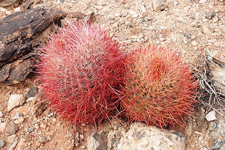 california barrel cactus