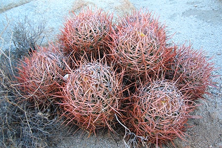 some types of barrel cactus, like cottontop barrel cactus, can grow in a cluster structure