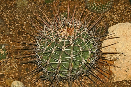 covilles barrel cactus