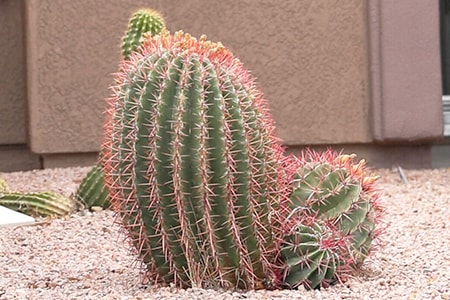 fishhook barrel cactus