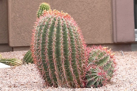 Barrel Cactus Crazy Colors by Marie Welding