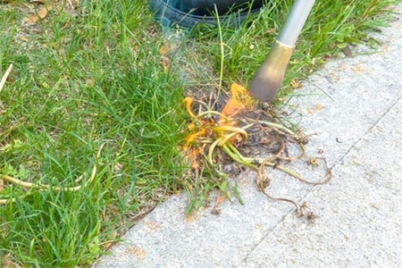 killing weeds in driveway cracks using flame weeder can be a good solution