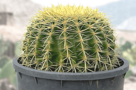 golden barrel cactus