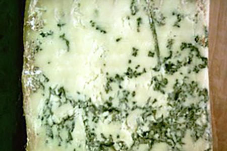 penicillium mold