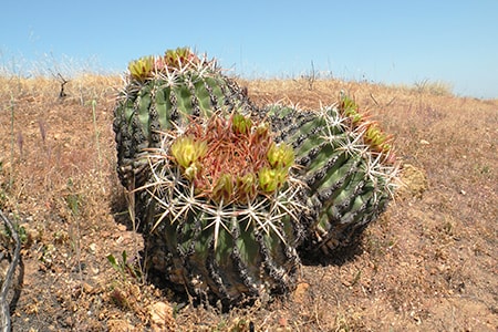 san diego barrel cactus