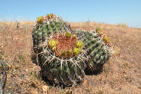 Barrel Cactus Crazy Colors by Marie Welding