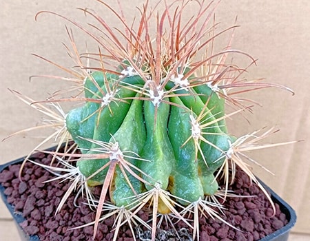 santa-maria barrel cactus