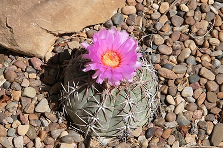 texas blue barrel cactus