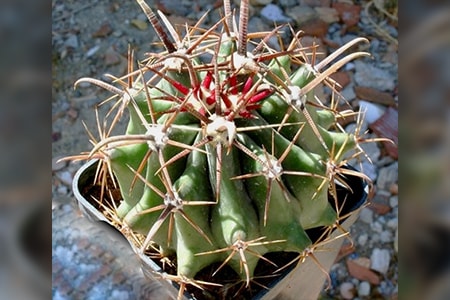 townsend barrel cactus