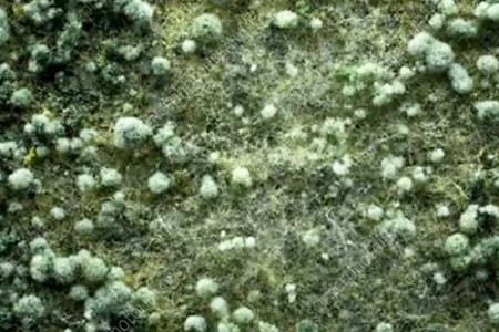 trichoderma mold