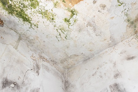 can i live in a home that has a mold infestation? what are the risks? here you can learn what to do when you have mold in the basement