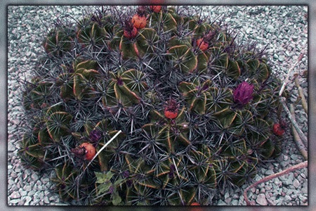 clump barrel cactus (ferocactus robustus)