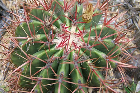 some barrel cactus varieties like devil's tongue (ferocactus latispinus) can be very hardy