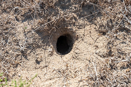 don't use pesticides or chemicals in chipmunk holes