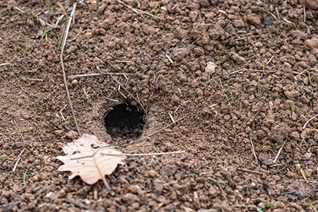 here are faq's regarding chipmunk holes in your yard and how to fill chipmunk holes