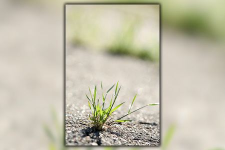 faq’s regarding driveway weeds