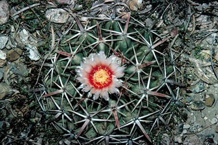 some barrel cactus species like horse crippler (echinocactus texensis) has low profile