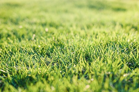 how do i know weed & feed is working on my lawn? and when to water lawn after applying weed and feed, follow through the article to learn details!