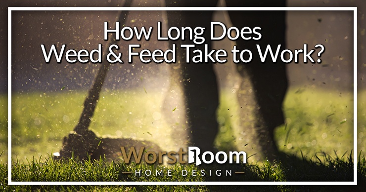 how long does weed and feed take to work