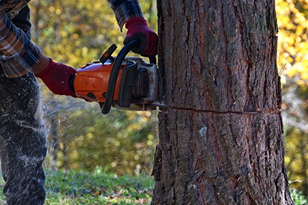 How to Notch a Tree for Safe & Proper Felling - Worst Room