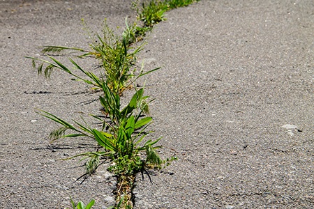 here are the key takeaways on how to permanently get rid of weeds in driveway