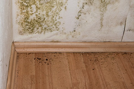 can mold in a basement affect upstairs rooms? here are the key takeaways regarding mold in the basement & upstairs rooms